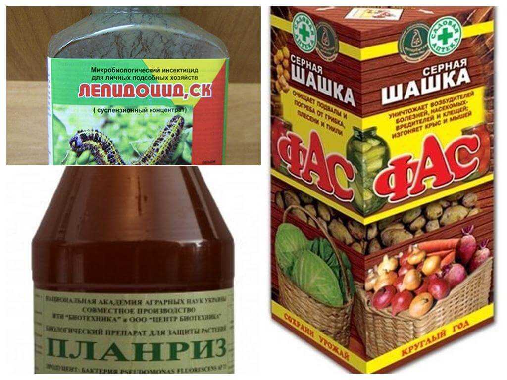 Моль картофельная