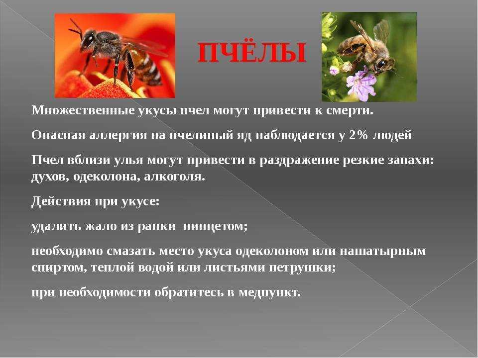 Ловушки и приманки помогут избавиться от ос