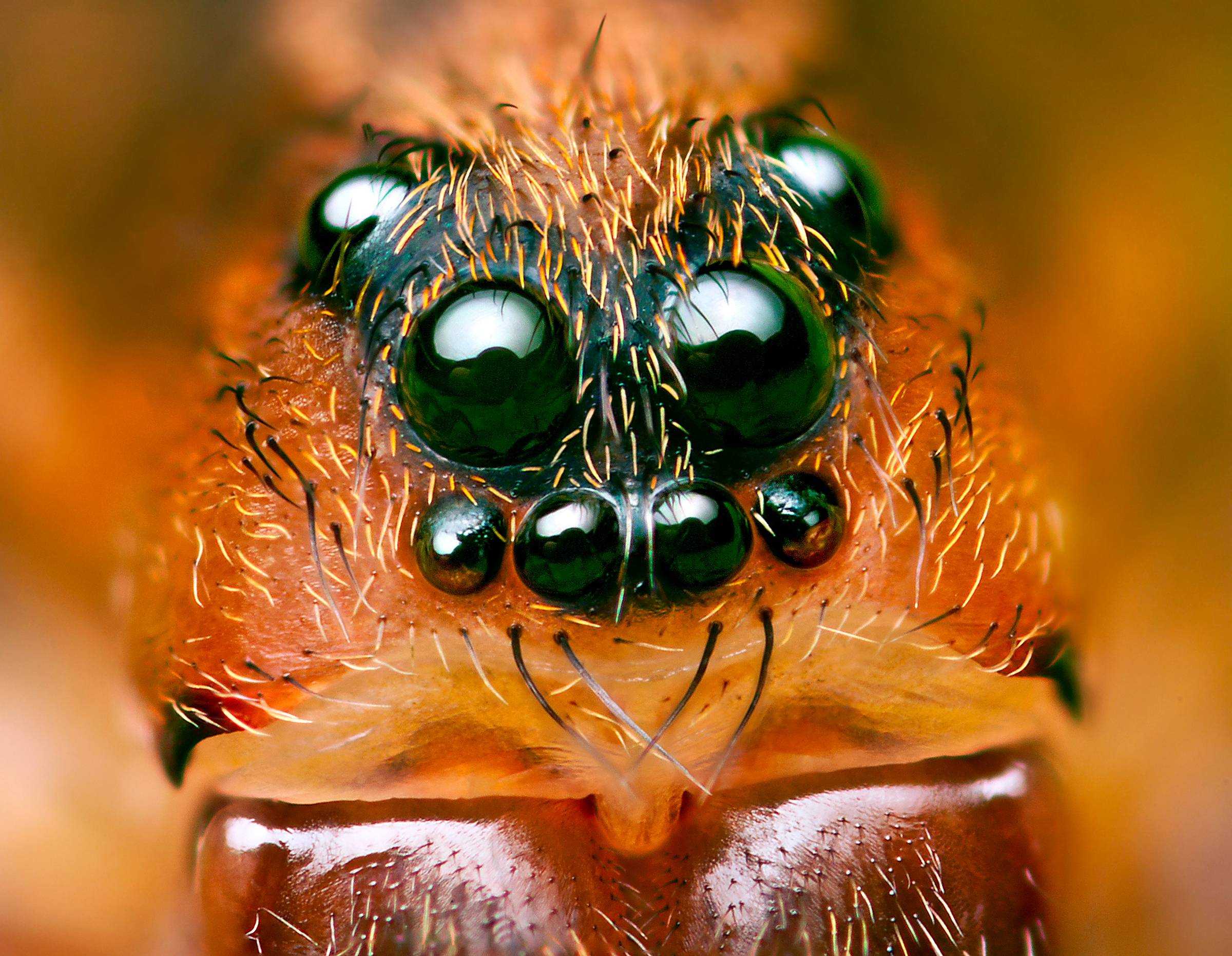 Глаза насекомых имеют. Фасеточные глаза у паукообразных. Паук 8 глаз. Паучьи глаза. Многоглазый паук.