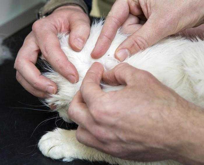 Откуда берутся блохи у домашних котов и кошек отвечает квалифицированный ветеринар