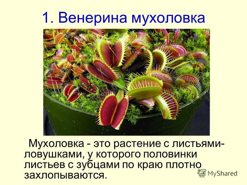 Проект про растения 5 класс по биологии