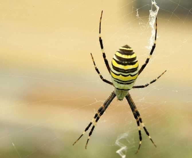 Рогатый паук, или шипастый паук-кругопряд. видовой состав пауков кругопрядов, строение ловчей сети пауков кругопрядов. шипастый кругопряд: колюще-режущий паук