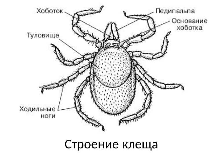 Какой цифрой обозначена на рисунке неполовозрелая стадия таежного клеща