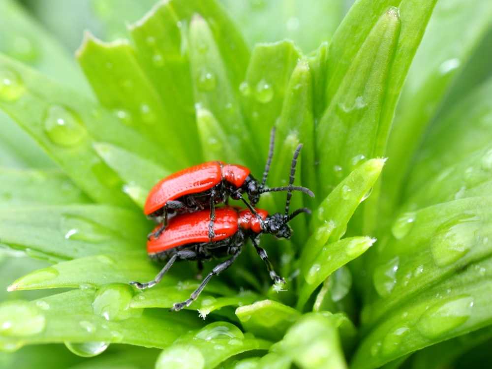 И все-таки я его пропустила. красный лилиевый жук.: группа практикум садовода и огородника