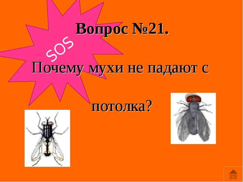 Уникальность лапок мухи