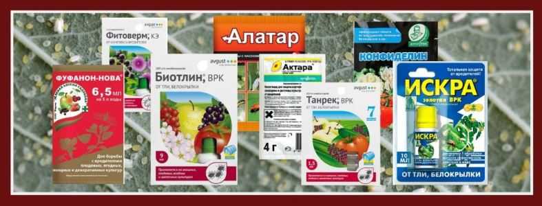 Фитоверм от белокрылки. Фитоверм Алатар. Актара от тли и белокрылка. Танрек, Актара или Фитоверм. Актара от тли.