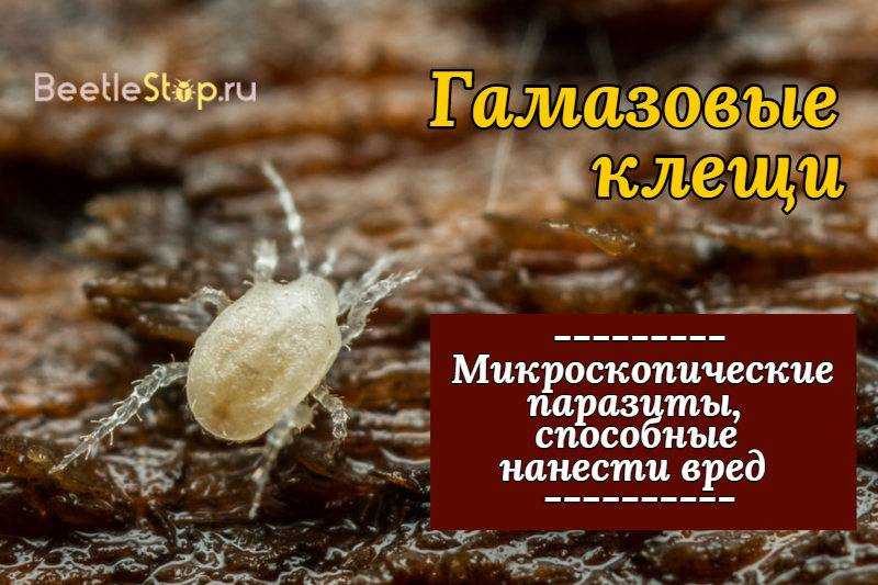 Гамазовые клещи – паразиты, обитающие на птицах, насекомых, животных В России самые известные виды – мышиный, куриный, крысиный Могут нападать на людей, провоцируют аллергию Являются переносчиками опасных болезней