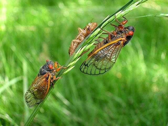 Особенности строения и поведения цикад. цикада насекомое. описание, особенности, виды, образ жизни и среда обитания цикады