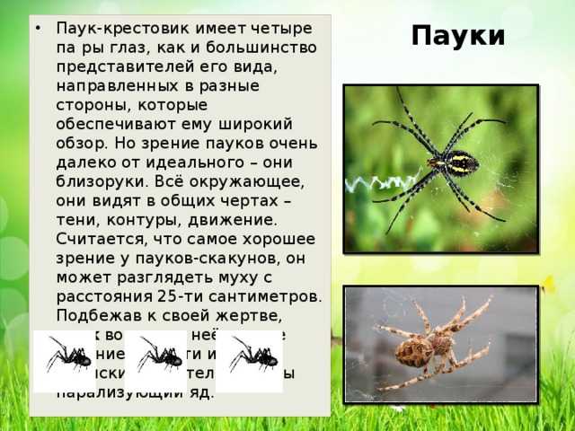 Какой тип развития характерен для паука крестовика