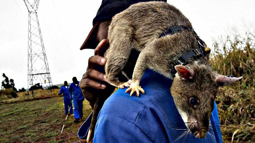 Необычный грызун из африки: гамбийская хомяковая крыса