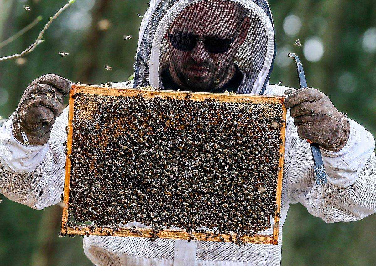 Пчелы-плотники — чем опасны и как от них избавиться?