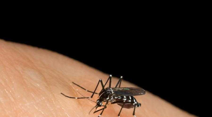 Аллергия на укусы насекомых