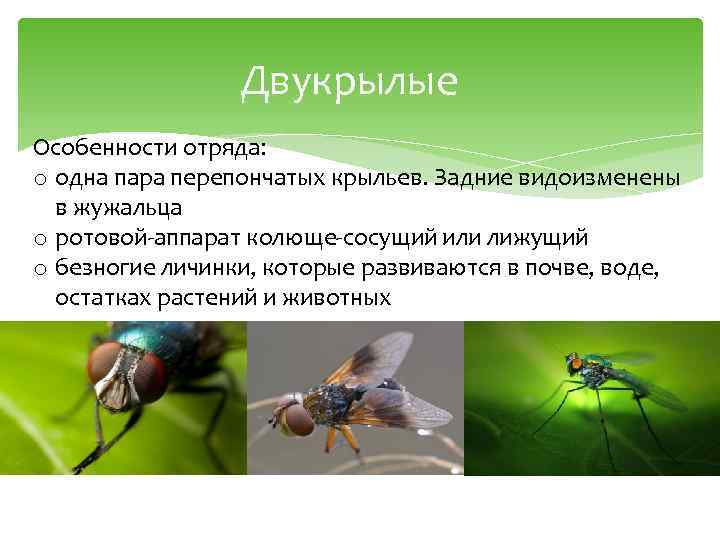 15+ полезных насекомых для сада и огорода