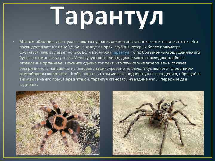 Вредители леса: список с фото, способы борьбы