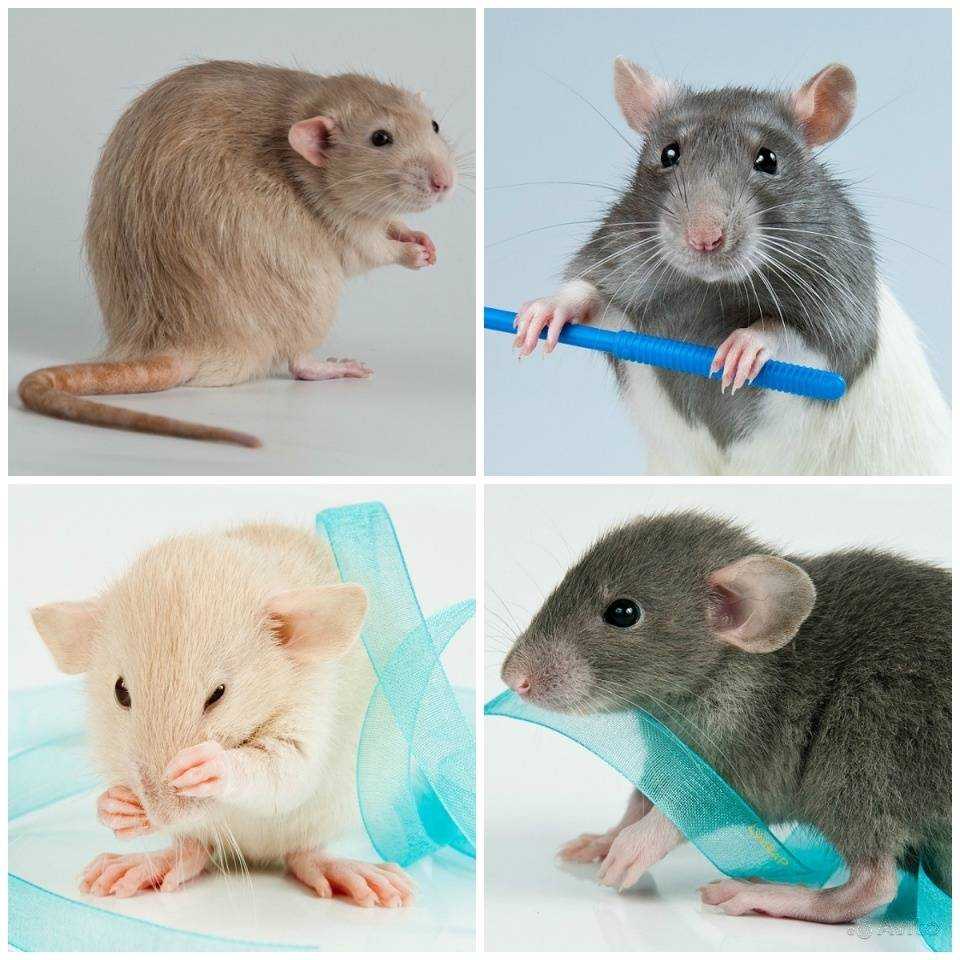 Разновидности крыс: их описание, особенности питания и обитания