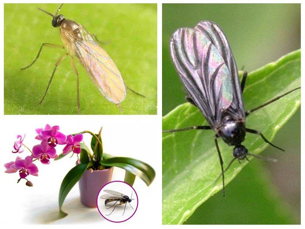 Виды насекомых в орхидеях. Сциариды грибные комарики. Мушки сциариды грибной комарик. Сциариды мошки. Цветочные мушки сциариды.