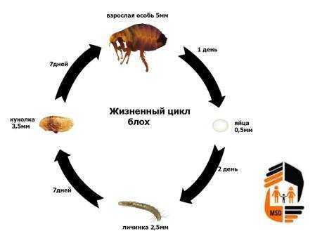 Имаго человеческой блохи