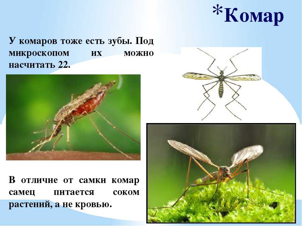 Что едят комары кроме крови Особенности комаров Ротовой аппарат Что едят самцы комаров Чем питаются самки комаров Питание личинок комаров