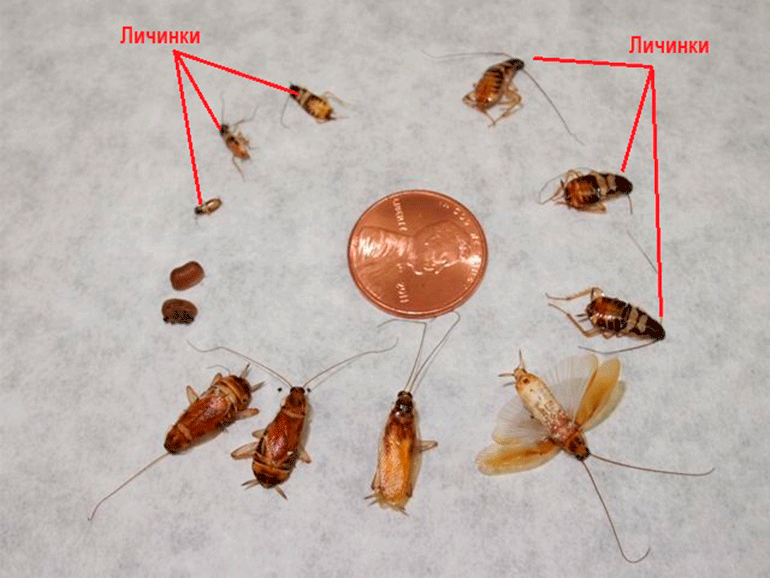 Новорожденные тараканы фото