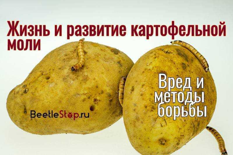 Картофельная моль: как с ней бороться, чем обработать картофель при закладке