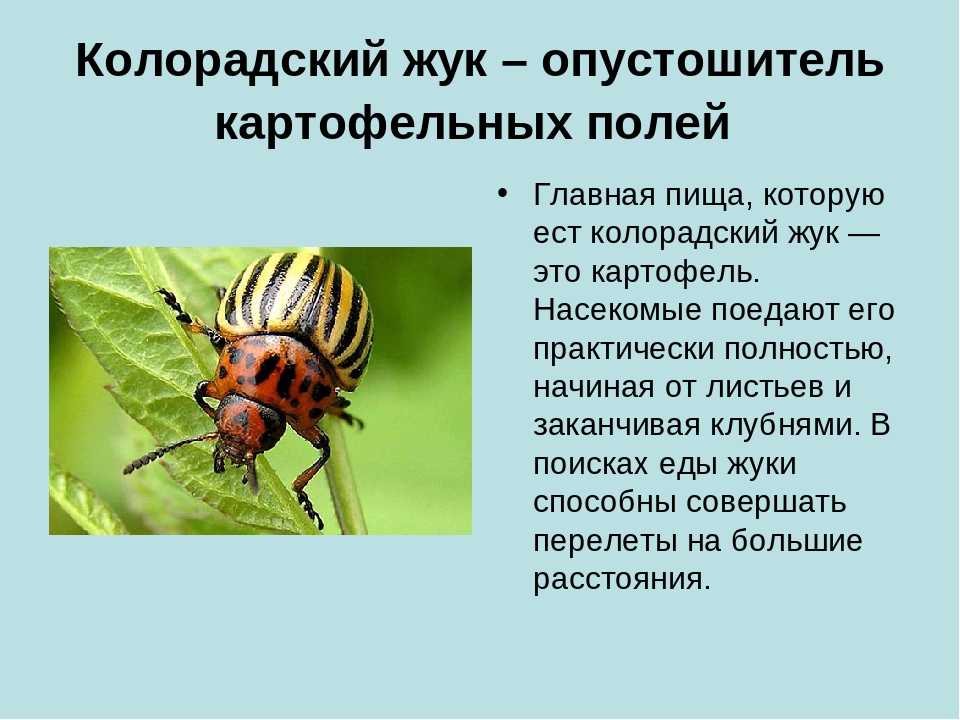 Колорадский жук когда появился в ссср. происхождение и описание
