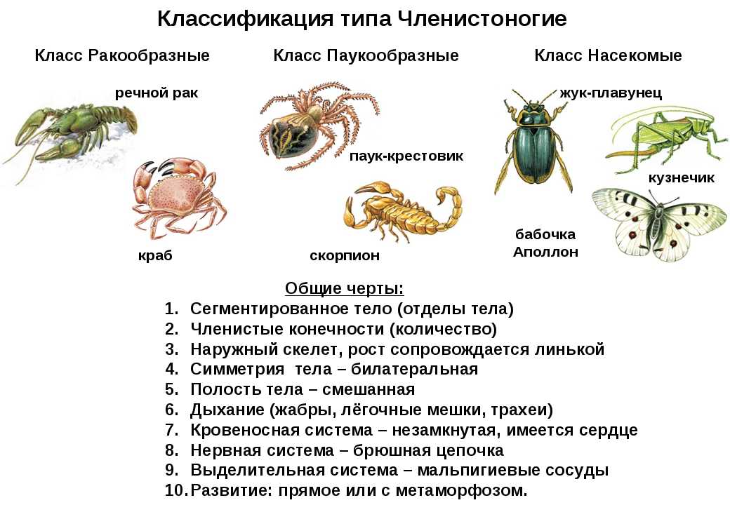 Мокрицы – насекомые-вредители