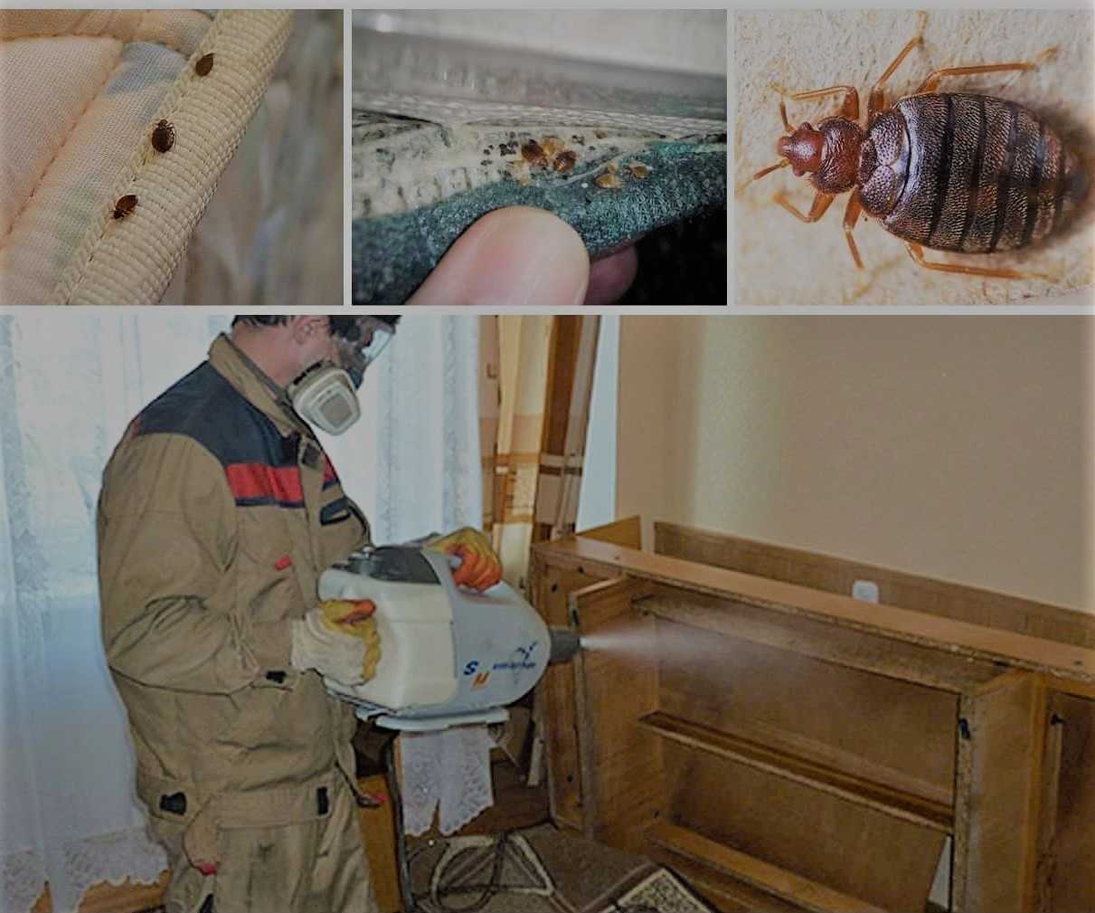 Лучшие народные средства для борьбы с тараканами