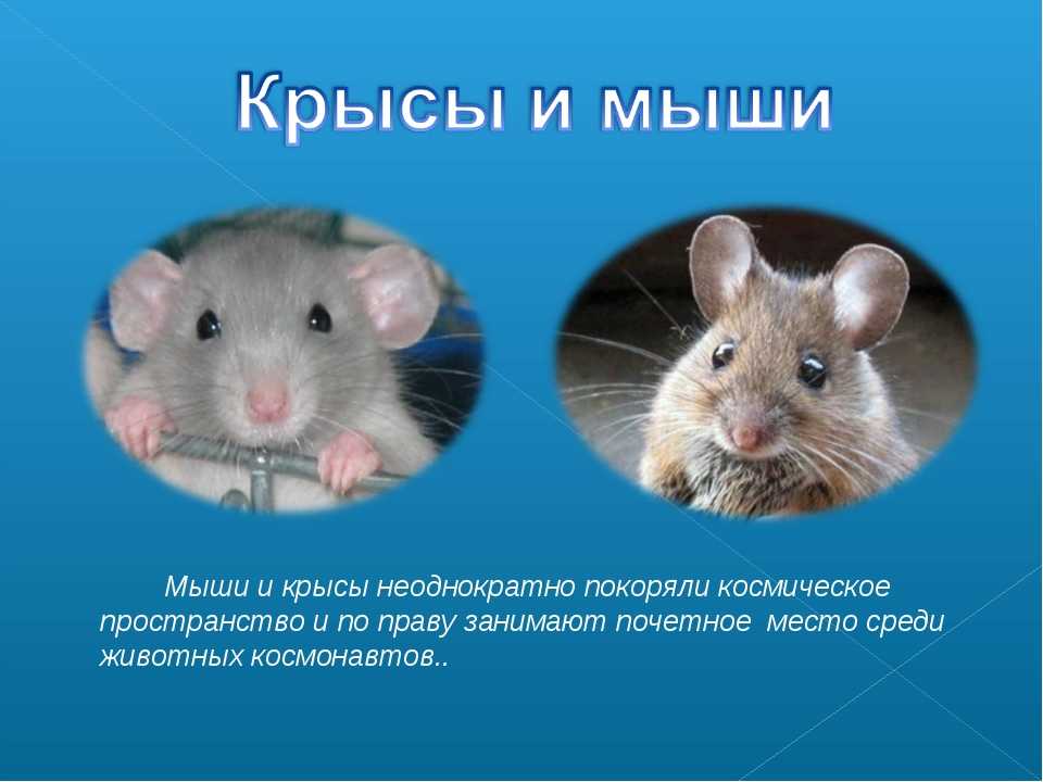 Интересные факты и сведения о крысах