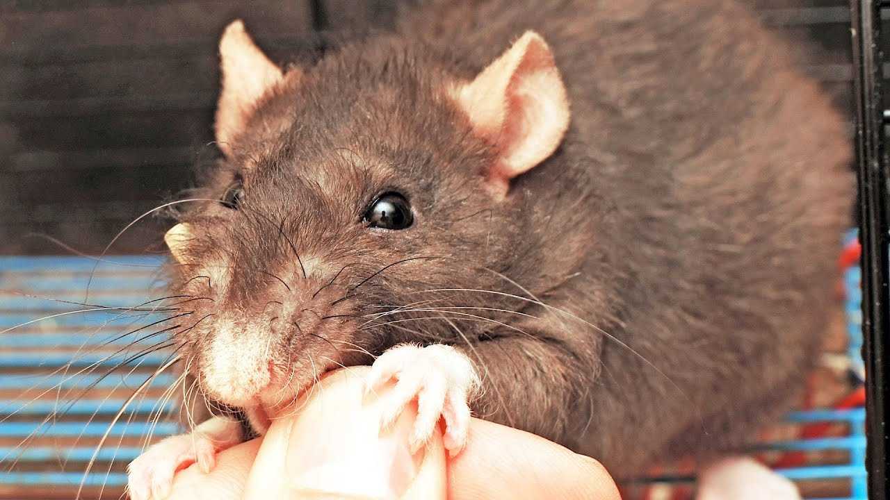 Что делать, если укусила крыса? первая помощь