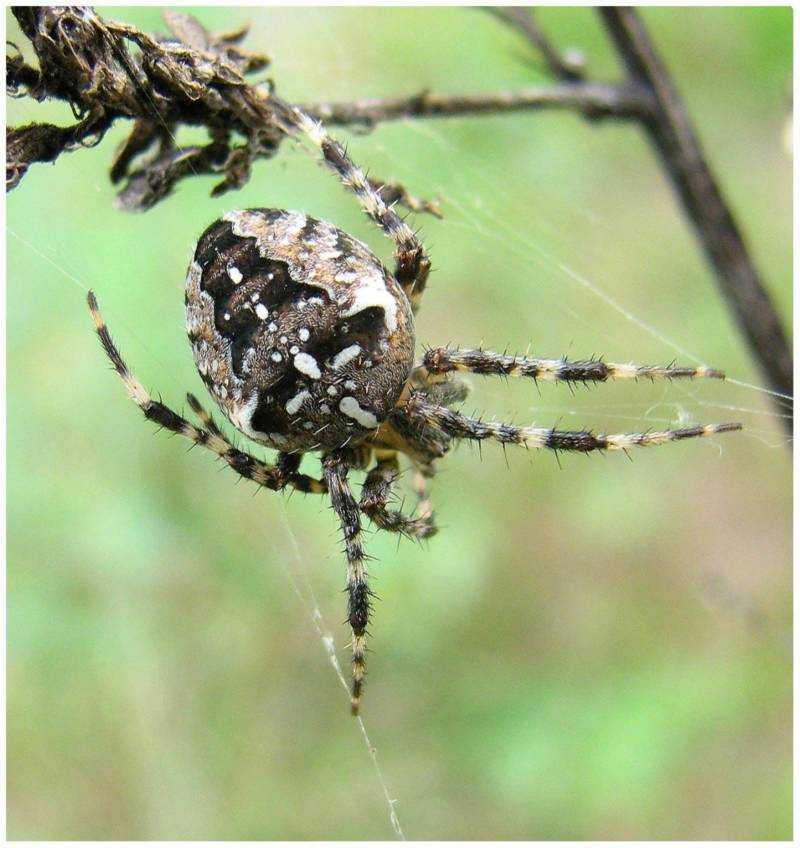 Стоит ли бояться паука-крестовика, его внешнего вида, укусов и яда?