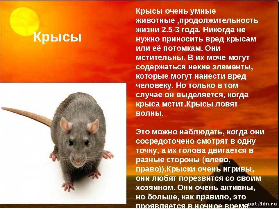 Самые любопытные и интересные факты о крысах