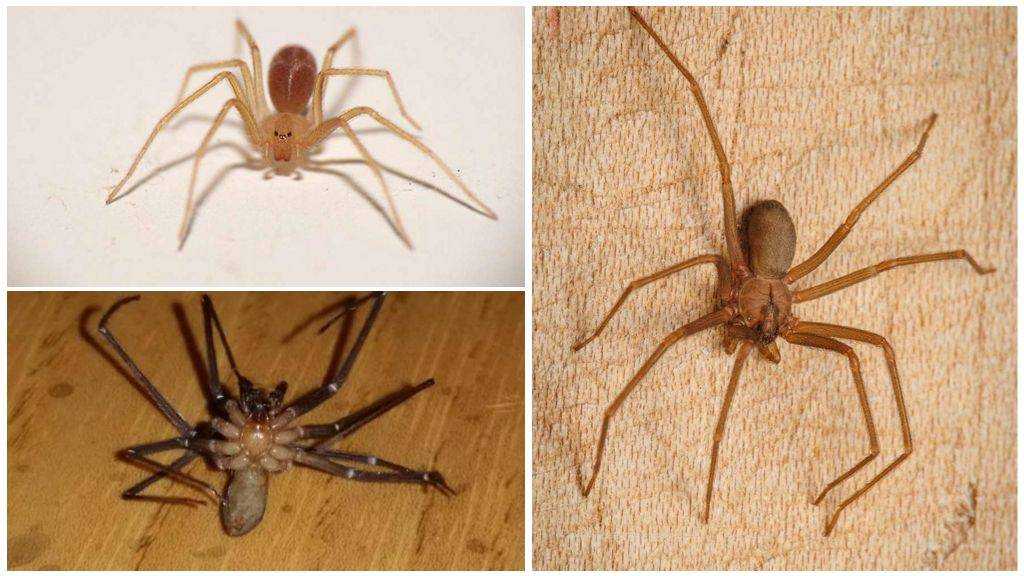 Чем опасен укус паука отшельника? где он обитает и чем питается?