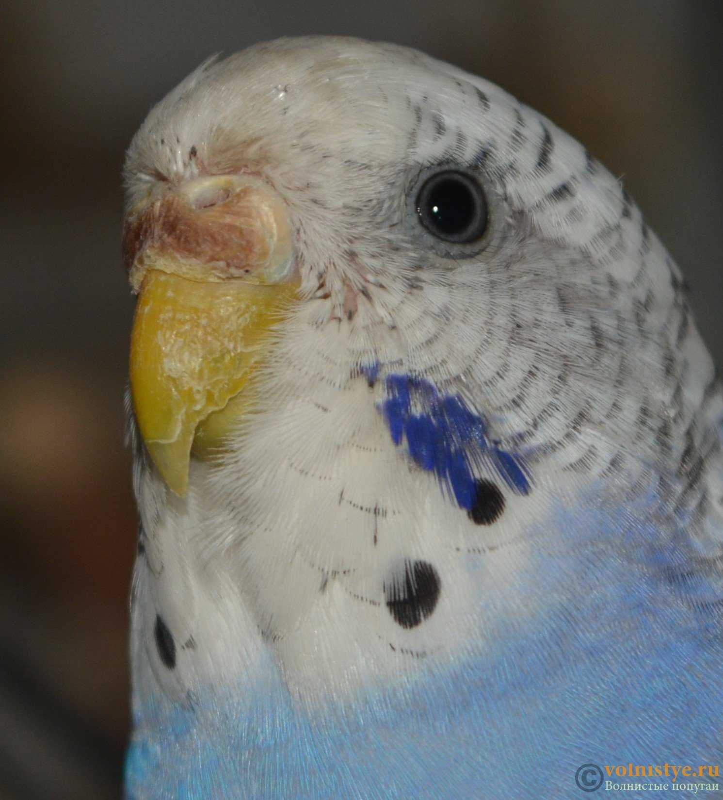 Паразиты у попугаев: виды и способы лечения