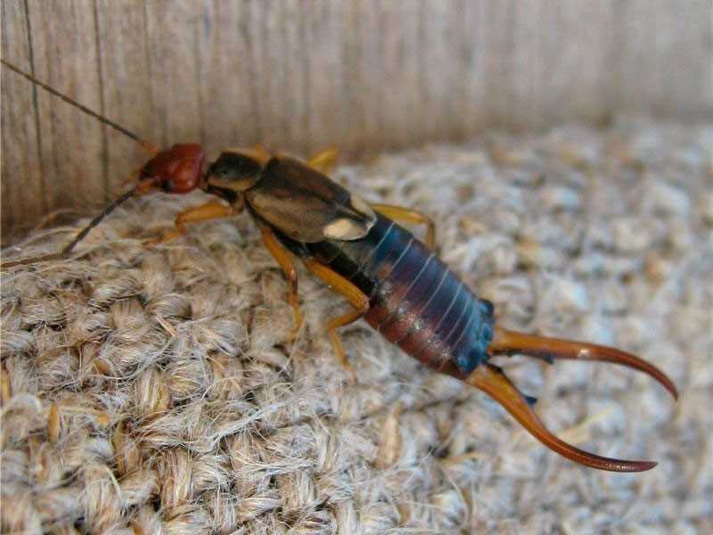 Двухвостка – что это за насекомое и как с ней бороться в домашних условиях - уничтожение вредителей