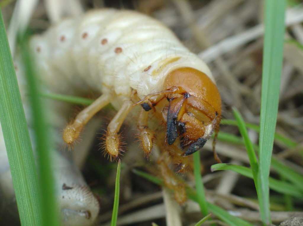 Как выглядит и чем питается личинка майского жука? как бороться с личинками майского жука на огороде