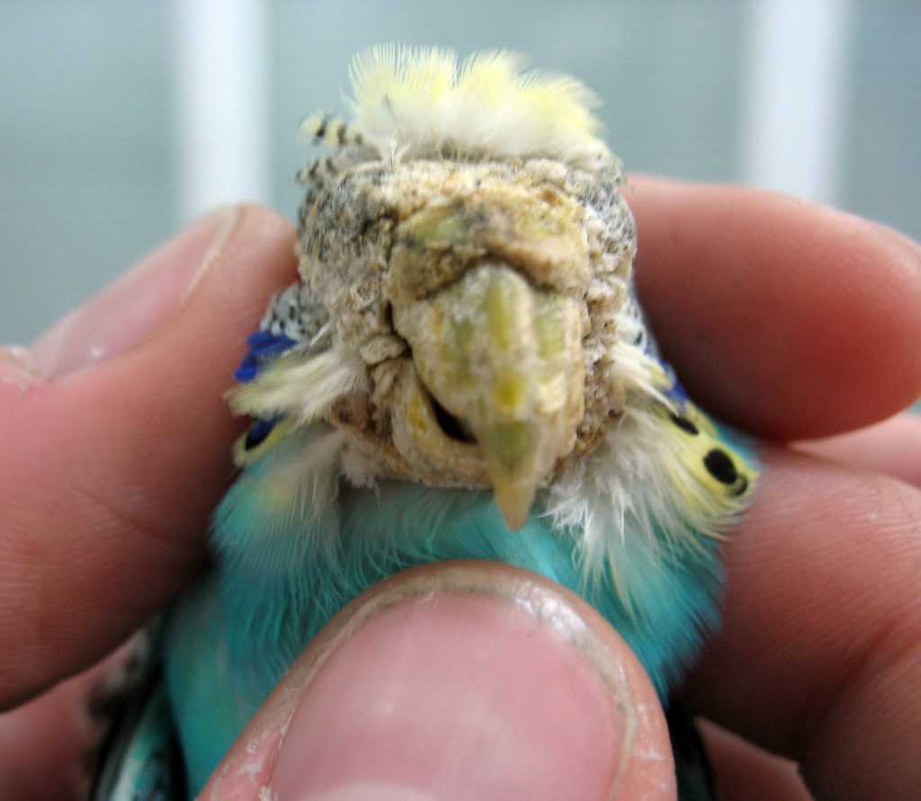 У волнистого попугая наросты: на клюве, лапах возле глаза, причины и лечение наростов, отзывы владельцев