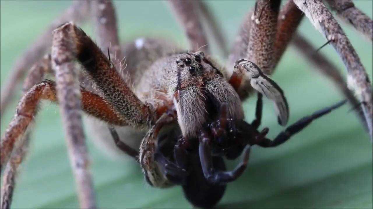 Аргиопа паук. образ жизни и среда обитания аргиопы