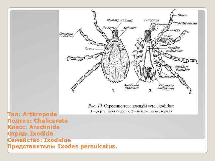 Собачий клещ строение рисунок