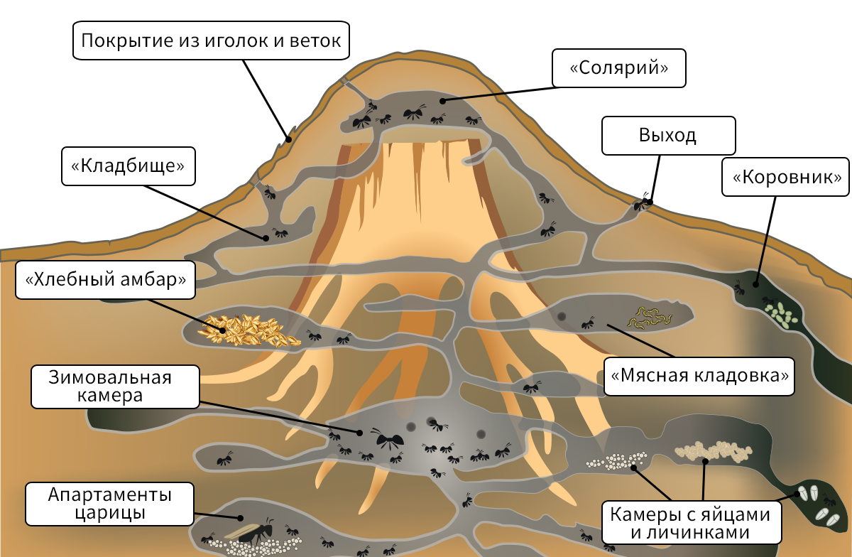 Строение муравейника внутри. Строение муравейника лесных муравьев. Схема лесного муравейника. Структура муравейника в разрезе. Несмотря на муравьиную склонность объединять свои