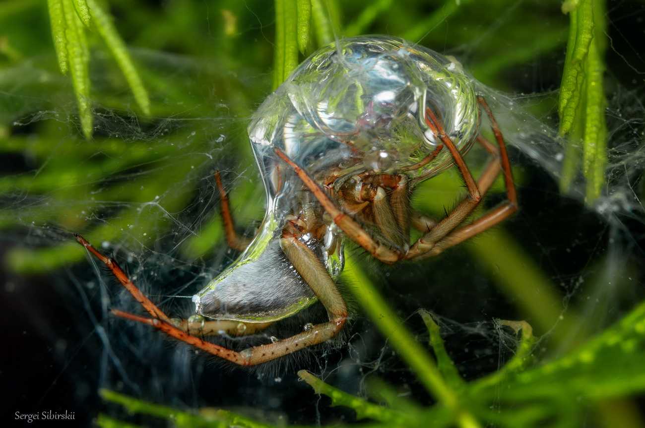 Как выглядит паук серебрянка фото