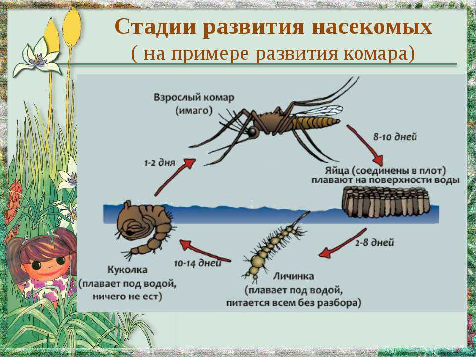 Схема развития комара