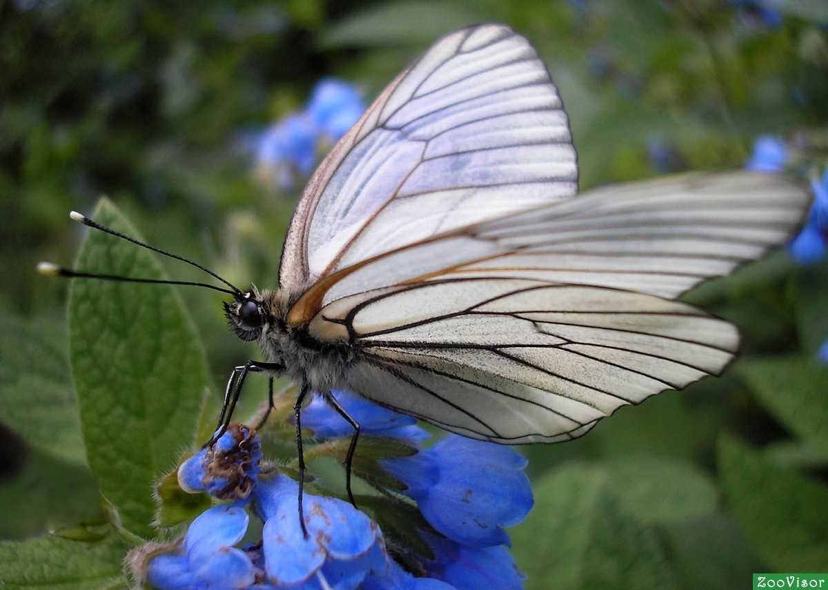 Боярышница — бабочка белая с черными прожилками