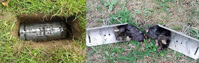 Земляная крыса в огороде - фото и как избавиться
