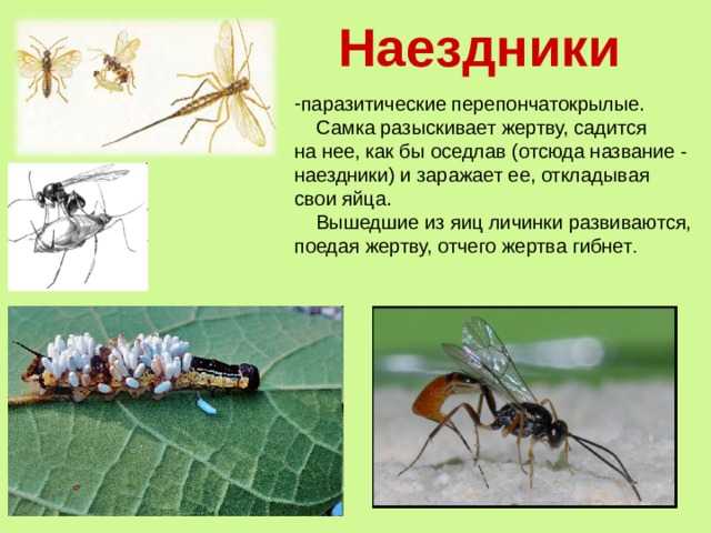 Наездник насекомое. образ жизни и среда обитания наездника