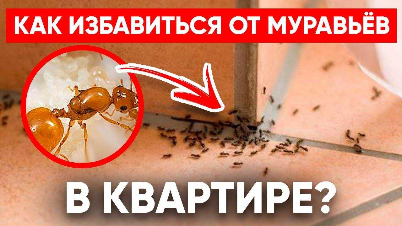 Очень маленькие домашние муравьи. рыжие муравьи в квартире. откуда берутся на кухне и в ванной муравьи