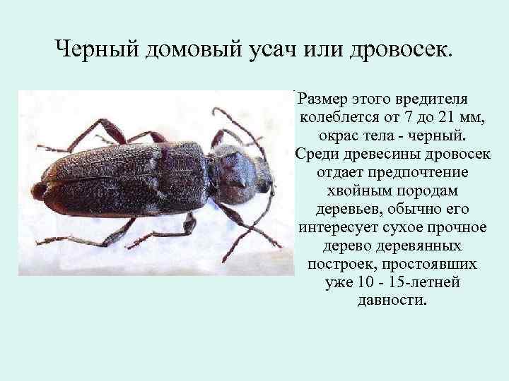 Жук дровосек. образ жизни и среда обитания жука дровосека