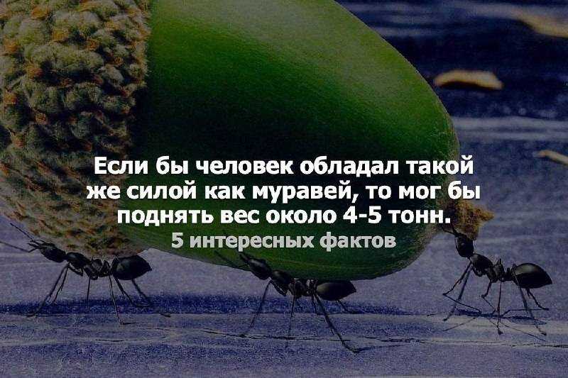 Есть ли крылья у рыжего муравья. откуда берутся муравьи с крыльями