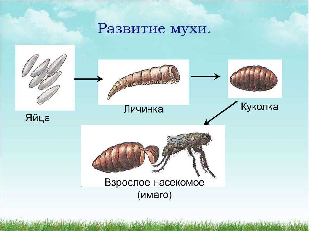 Развитие насекомых схема