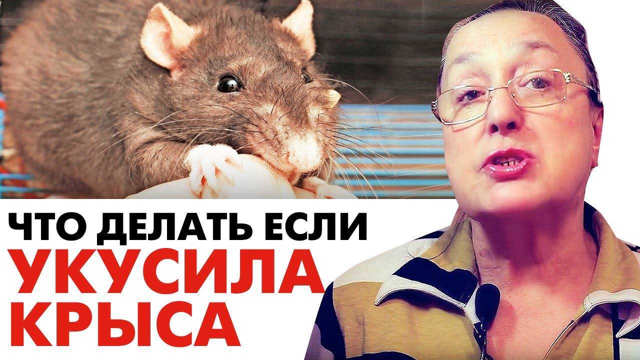 Крысиный укус: что делать, если крыса кусает за руку или палец