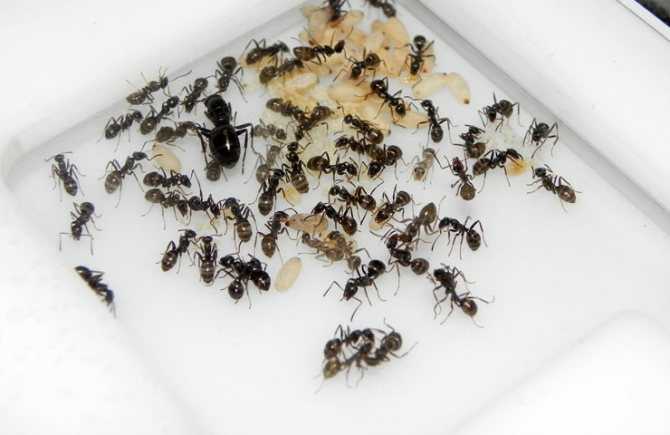 Домашние насекомые разводит человек. Разведение насекомых. Выводок муравьев в квартире. Контейнер для разведения насекомых. Выращивание муравьев.